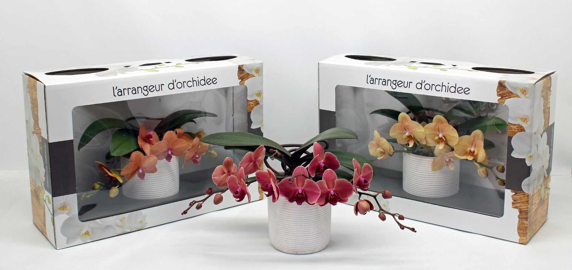 Phalaenova Phalaenopsis orange Pack of 1