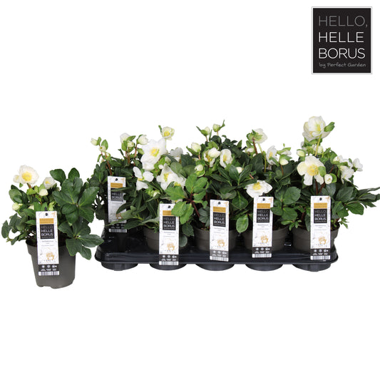 Helleborus niger Christmas Carol 20cm 12cm Pot