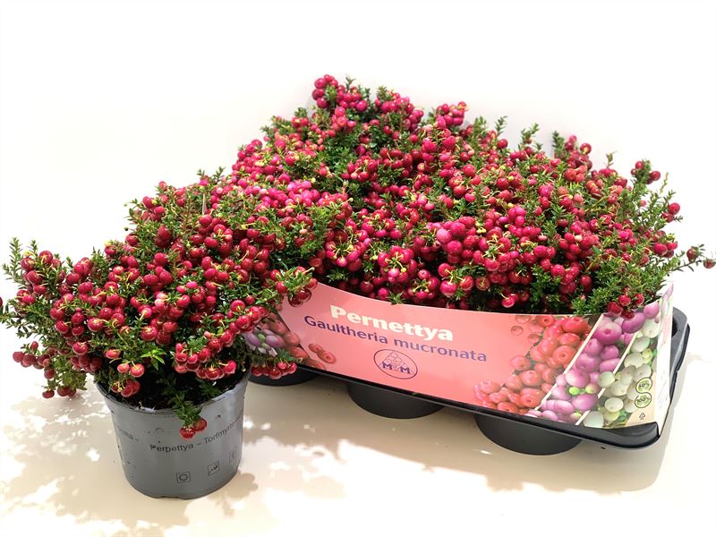 Gaultheria mucronata 25cm 17cm Pot
