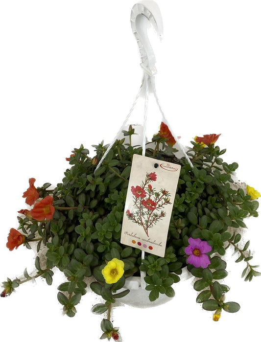 Portulaca 20cm 25cm Pot