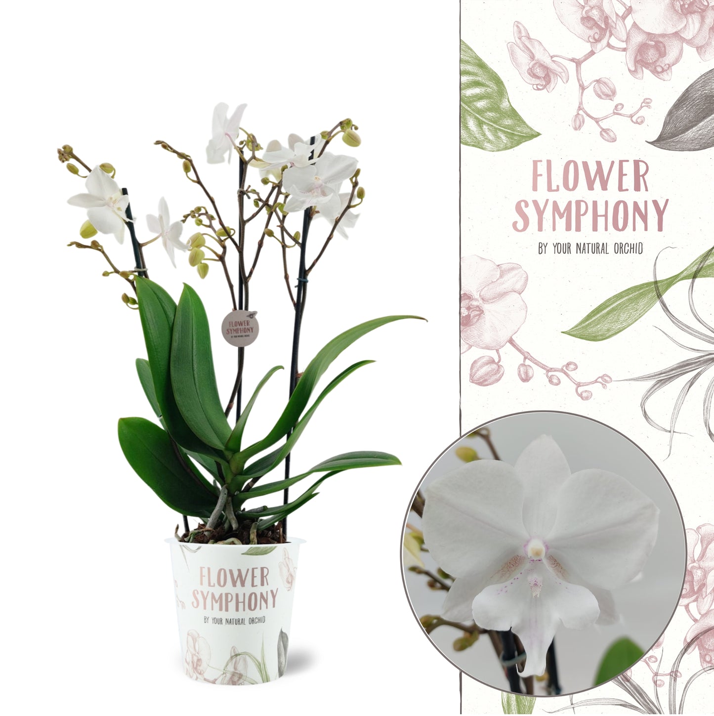 Phalaenopsis Manta Similan 45cm 12cm Pot
