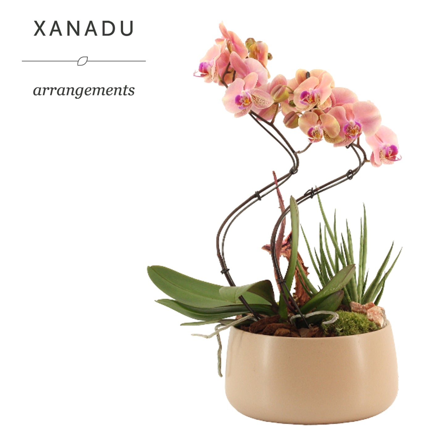 Xanadu Riga 55cm 55cm Pot
