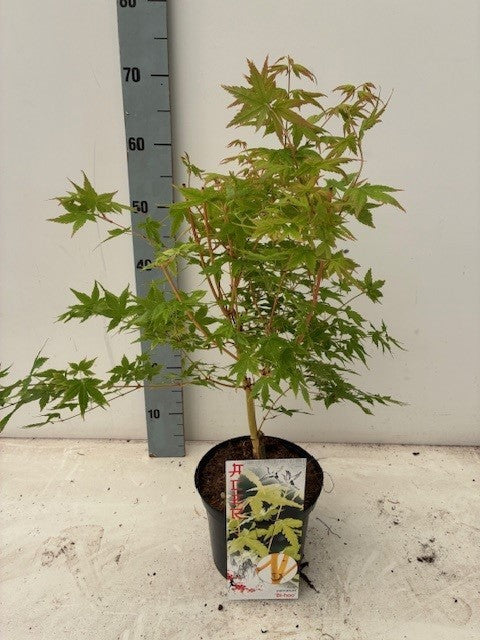 Acer palmatum mix 60cm 19cm Pot