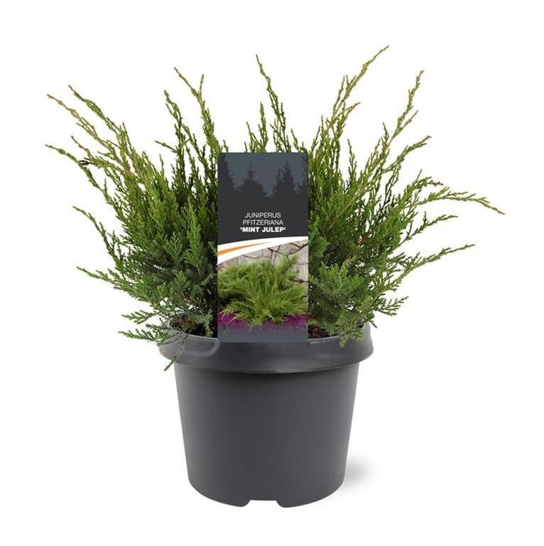 Bremmer Boomkwekerijen Juniperus Mint Julep Pack of 1
