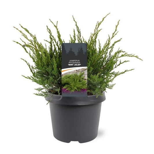 Juniperus Mint Julep 40cm 19cm Pot