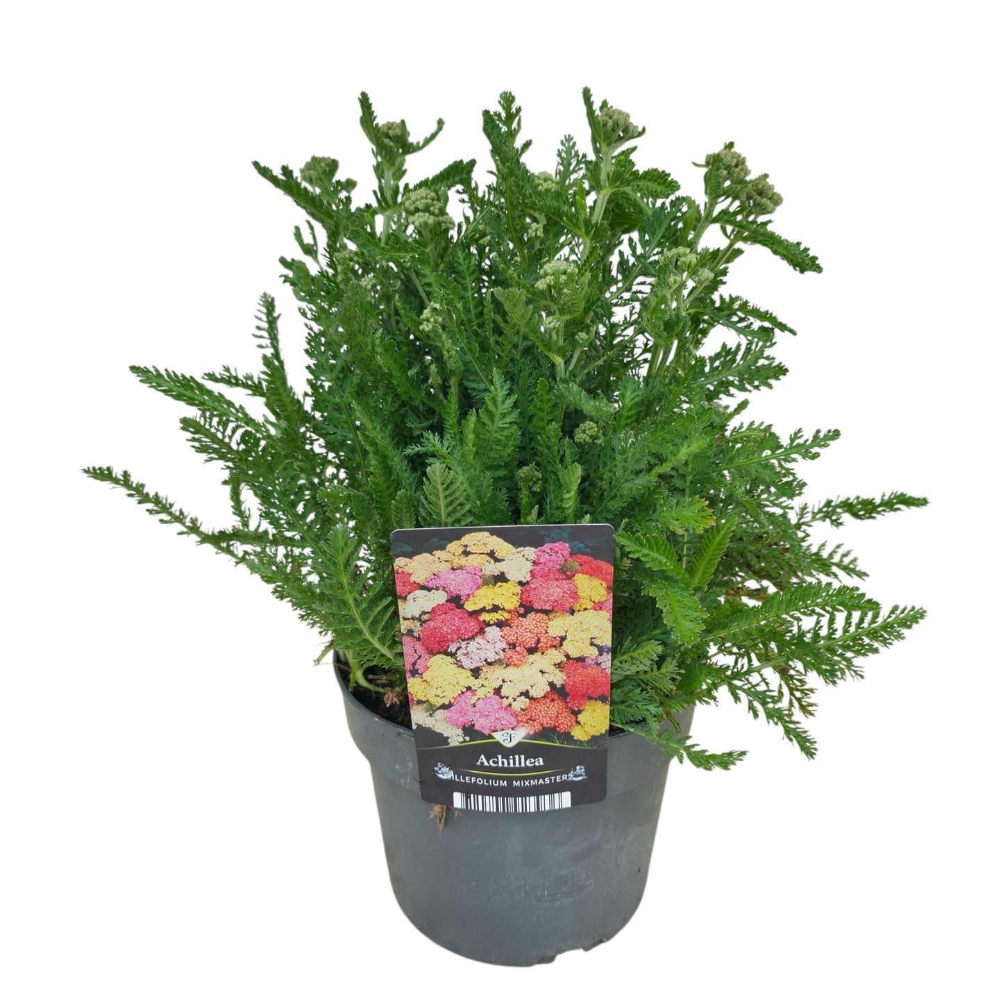 Achillea millefolium 50cm 17cm Pot