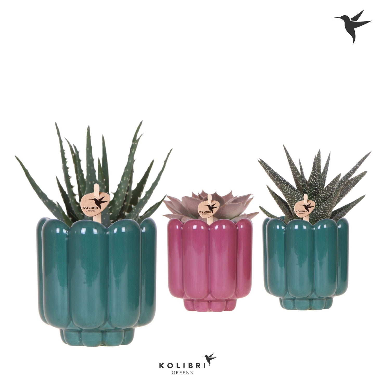 Kolibri Greens Succulents mix 22cm 9cm Pot
