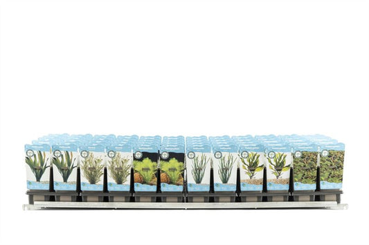 Waterplants (Oxygen) mix 22cm 11cm Pot
