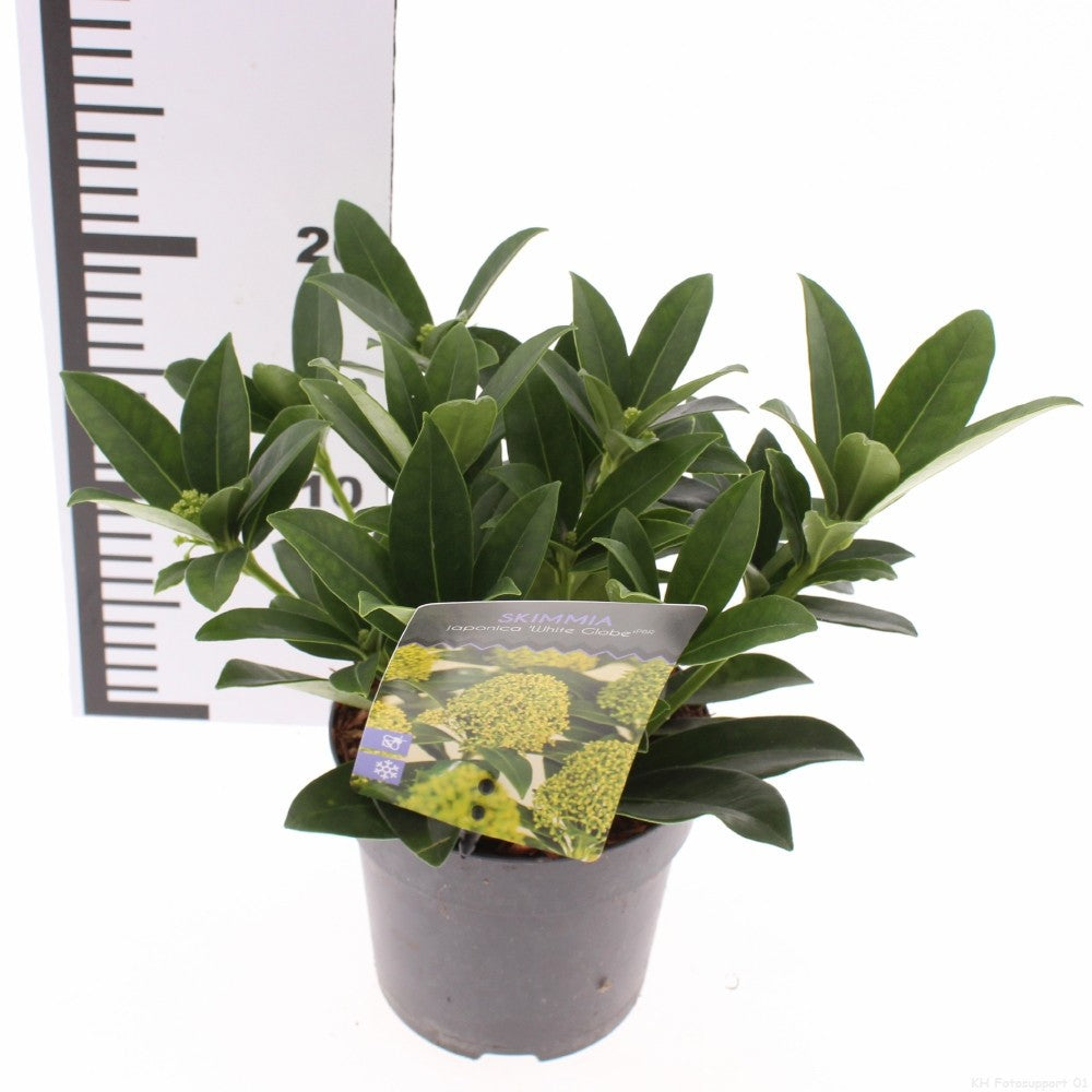 Snepvangers Tuinplanten Skimmia japonica White Globe Pack of 8