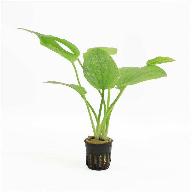 Aquarium plant mix 5cm 5cm Pot