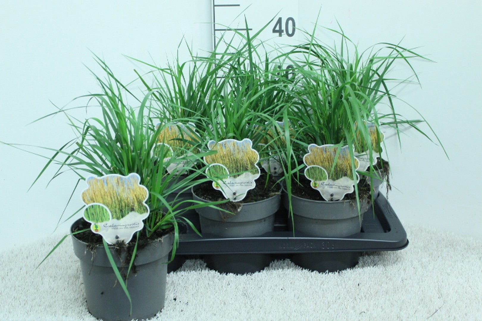 Calamagrostis Karl Foerster 40cm 17cm Pot