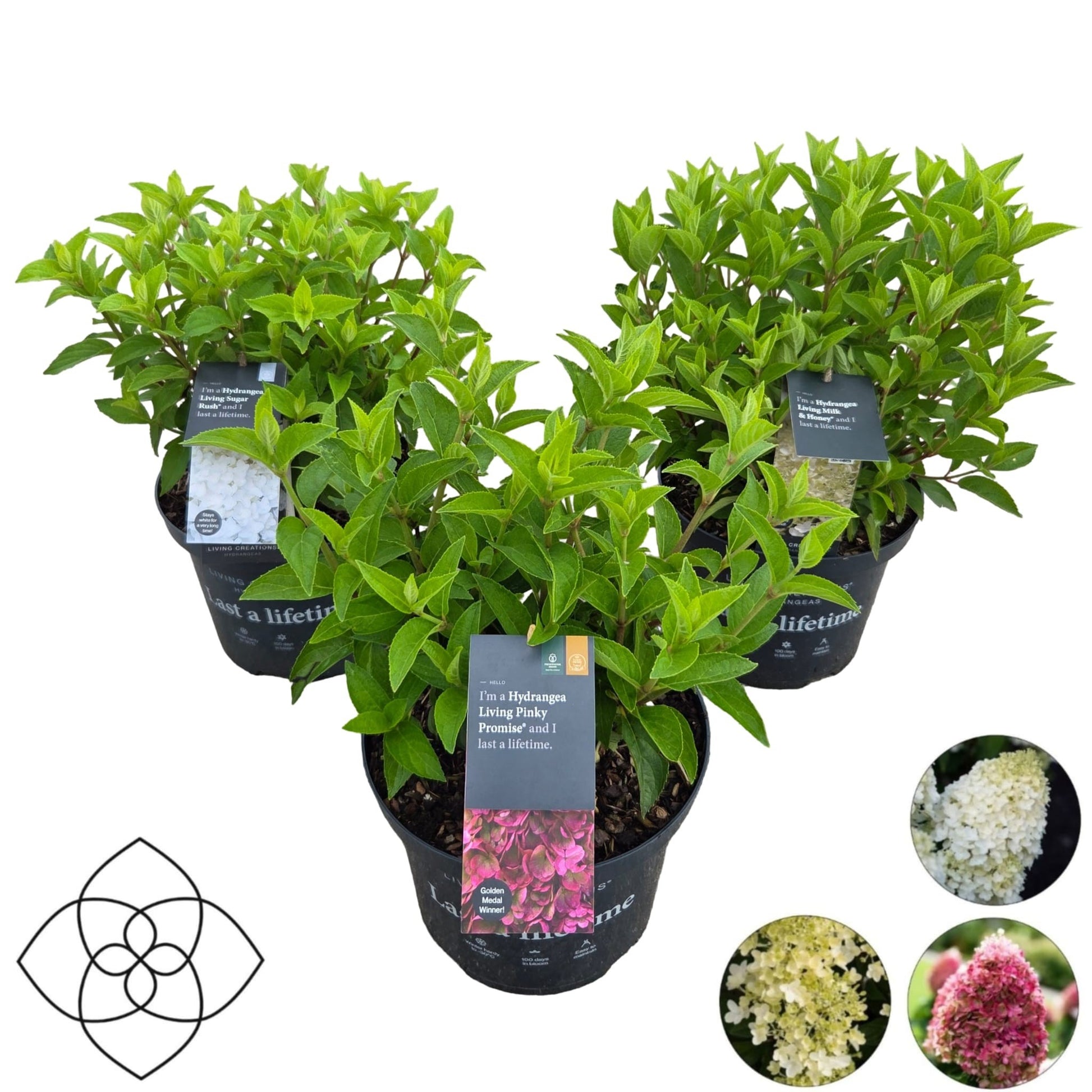 Hydrangea pan. Living mix 50cm 23cm Pot