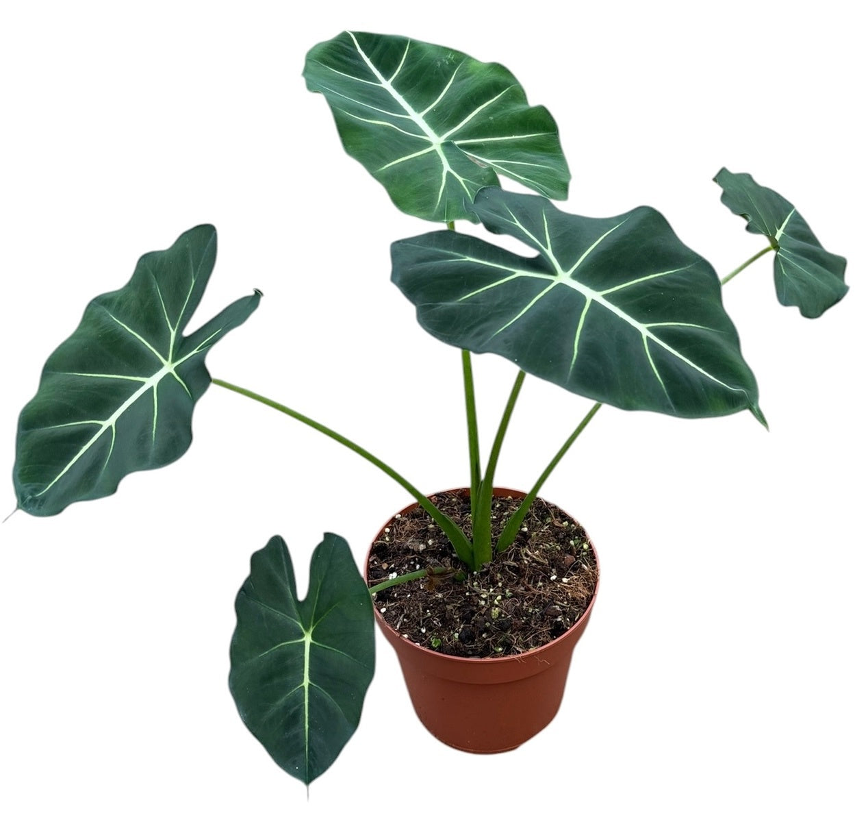 J.M. Plants, Kwekerij Alocasia amazonica Pack of 6