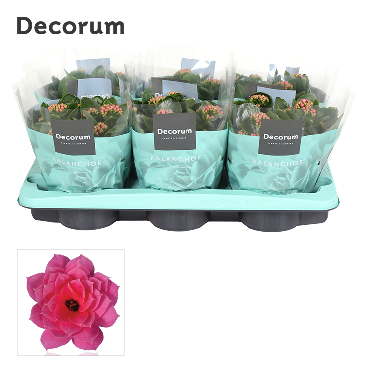 Kalanchoe pink decorum 26cm 15cm Pot