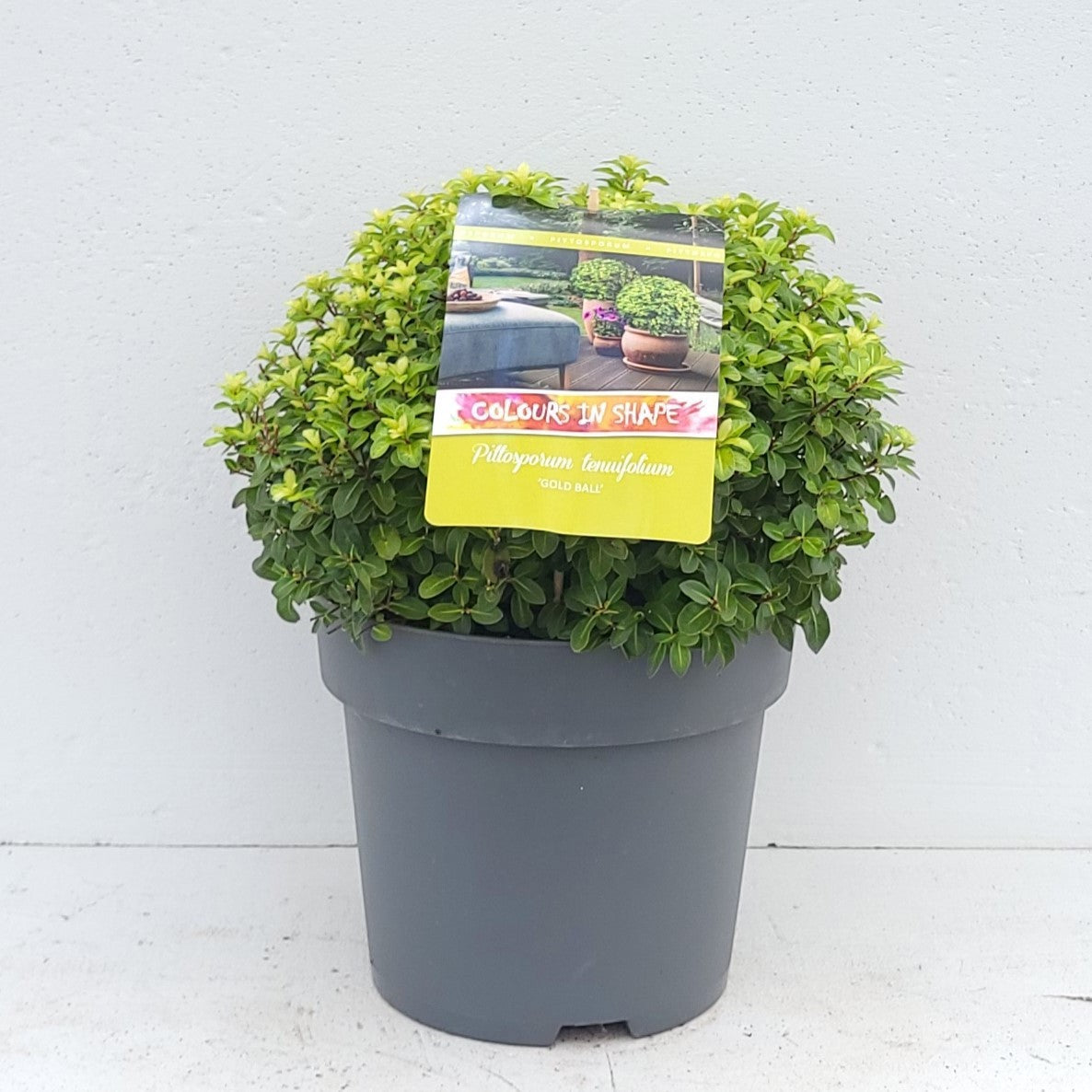 Pittosporum tenuifolium 50cm 29cm Pot
