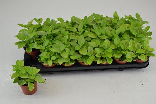 Peperomia Pixie Variegated 12cm Special Pot (508)