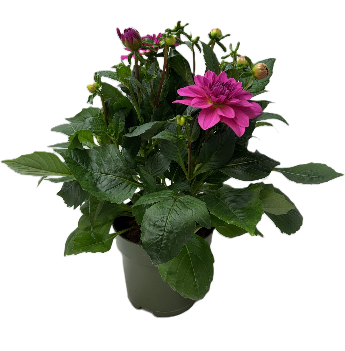 Dahlia Hypnotica Pink 30cm 17cm Pot