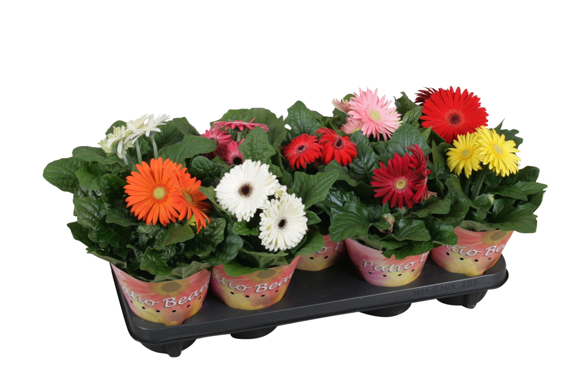 Velden, Firma Freek v.d. Gerbera mix Pack of 9