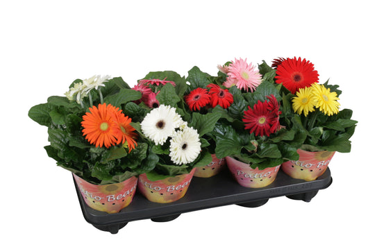 Gerbera mix 20cm 12cm Pot