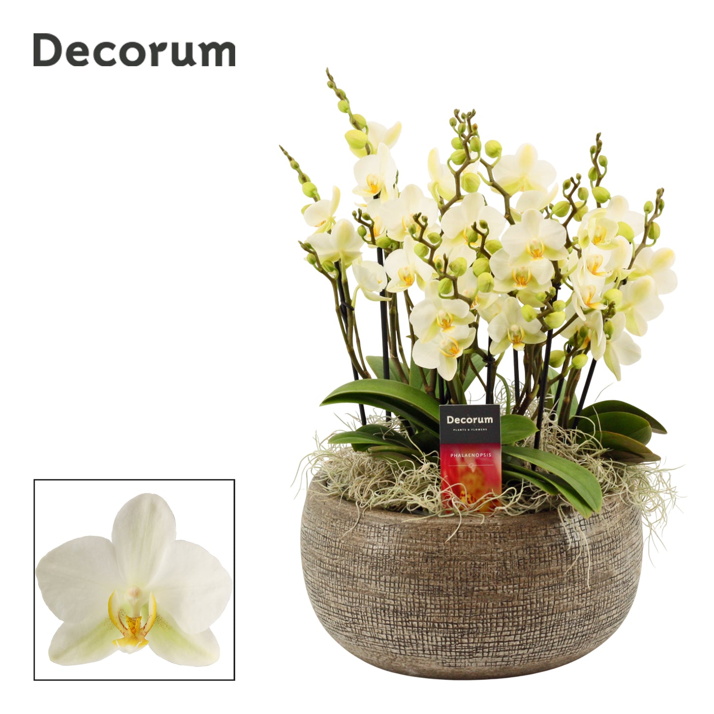 Phalaenopsis mf. Lausanne 35cm 27cm Pot