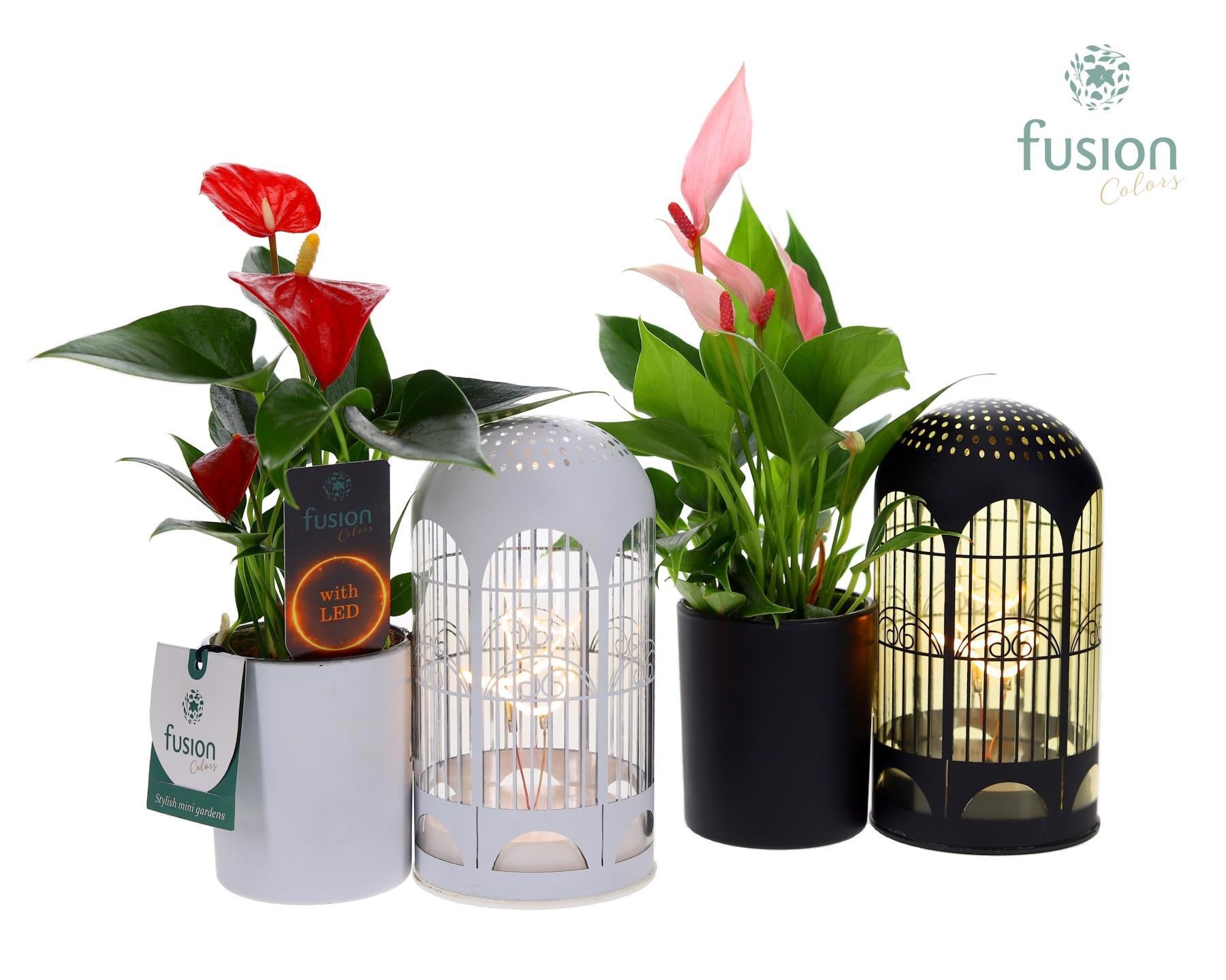 Fusioncolors BV Zinken LED Lichtbal Vogels glazen planter met Anthurium Pack of 6