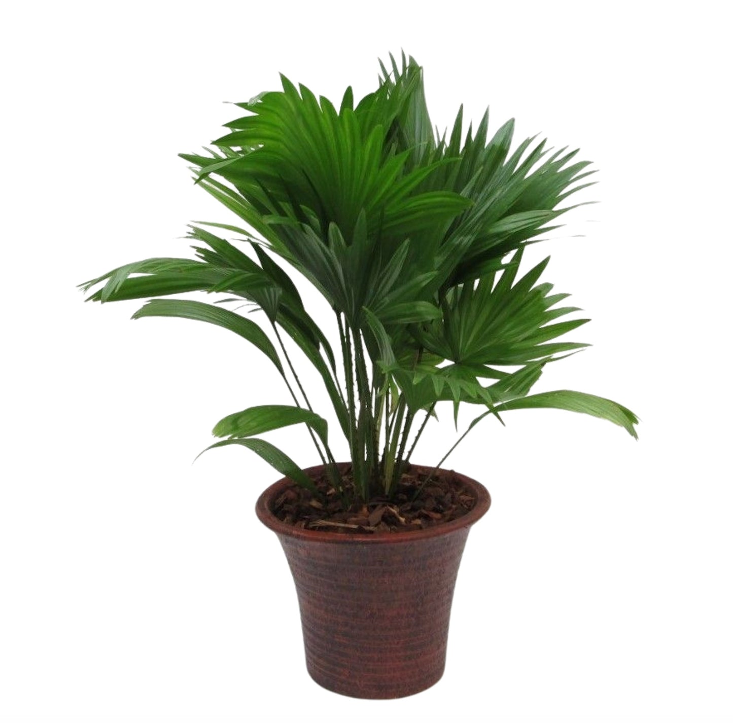 Livistona rotundifolia 60cm 23cm Pot
