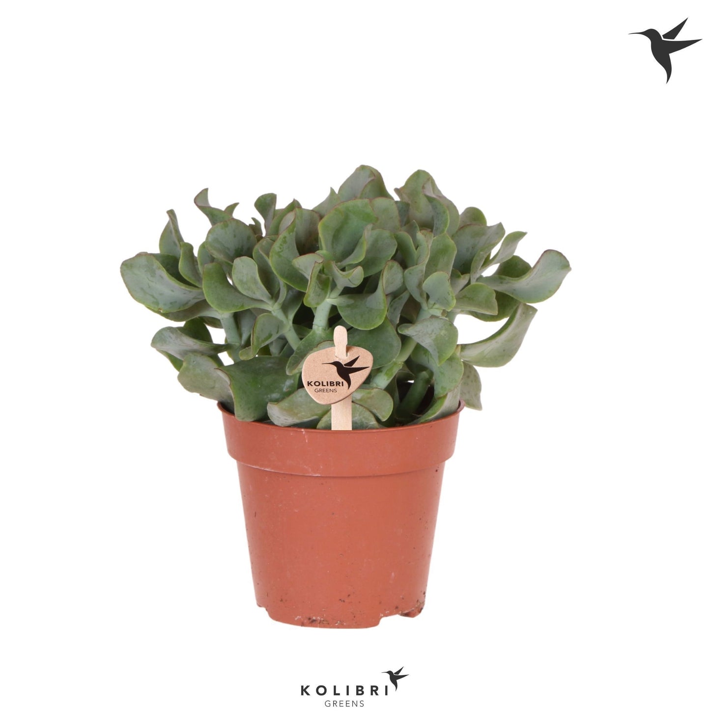 OK Plant Crassula undilatifolia Pack of 6
