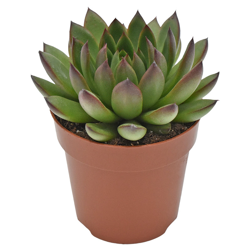 Echeveria agavoides Ami-Fiesta 12cm 510cm Pot