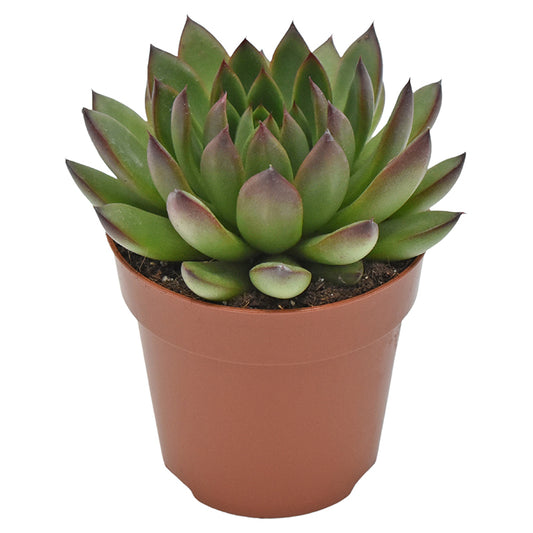 Echeveria agavoides Ami-Fiesta 12cm 510cm Pot