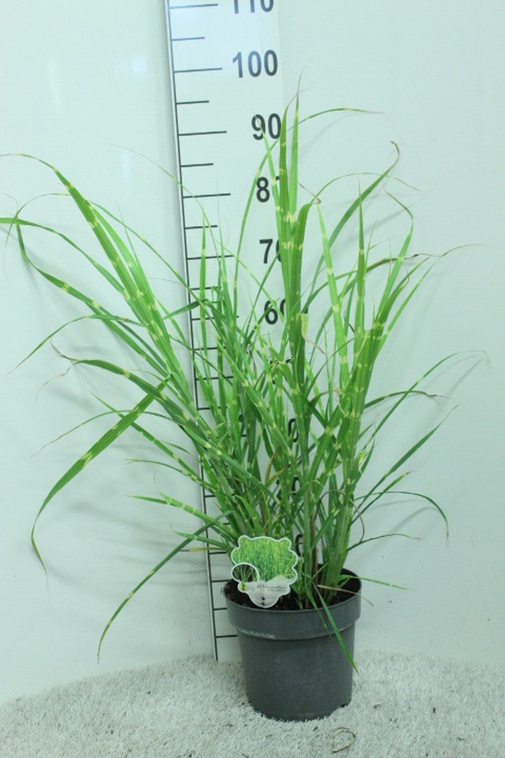 Miscanthus Zebrinus 90cm 23cm Pot