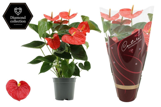 Anthurium Delicia 57cm 17cm Pot