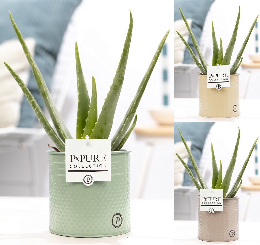 Aloe vera 45cm 12cm Pot