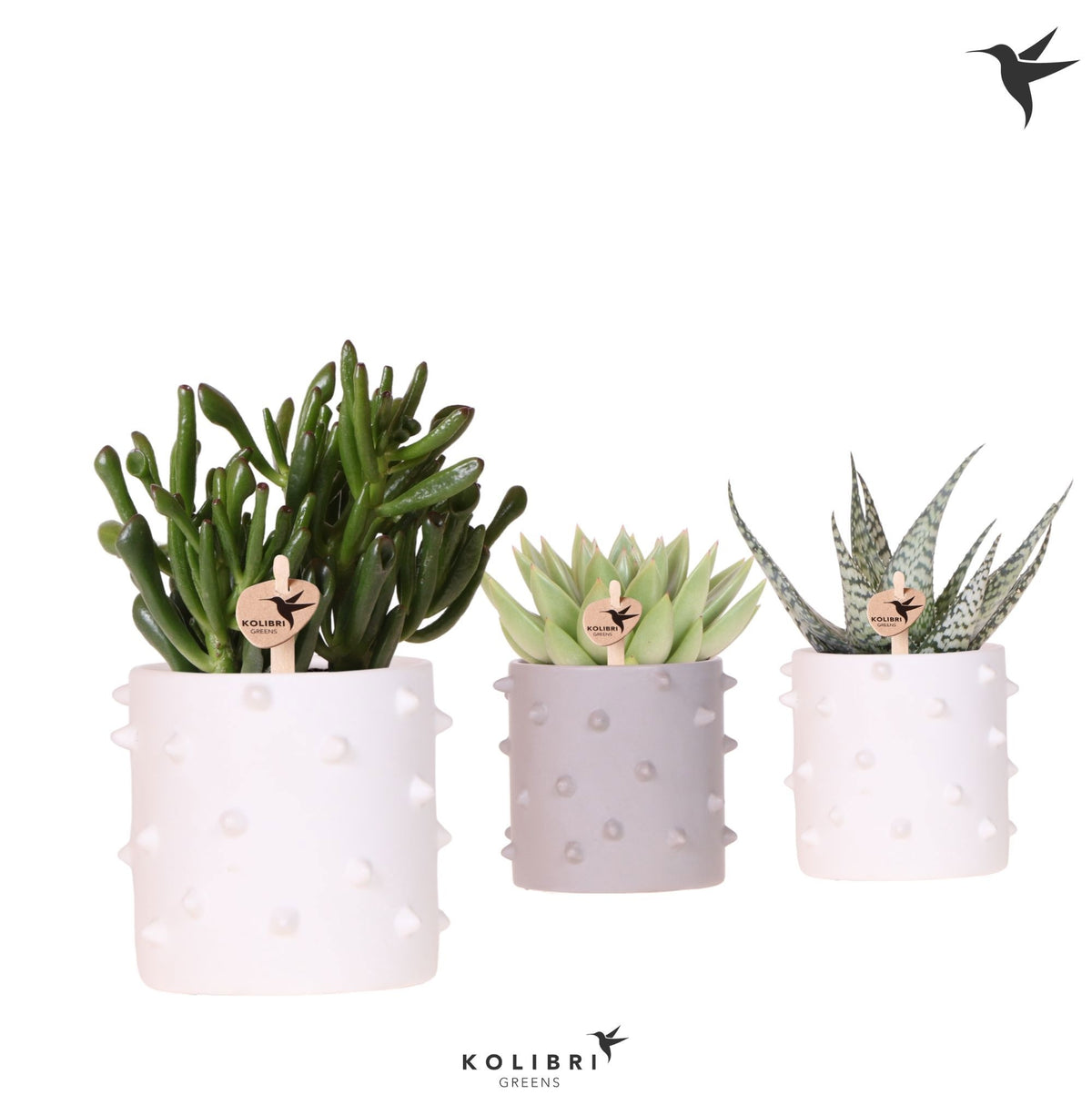 Succulent mix 22cm 9cm Pot