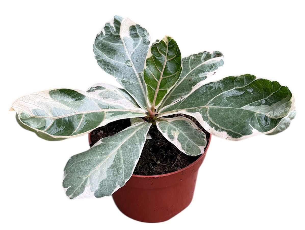 Ficus benjamina 20cm 510cm Pot