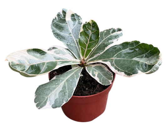 Ficus benjamina 20cm 510cm Pot