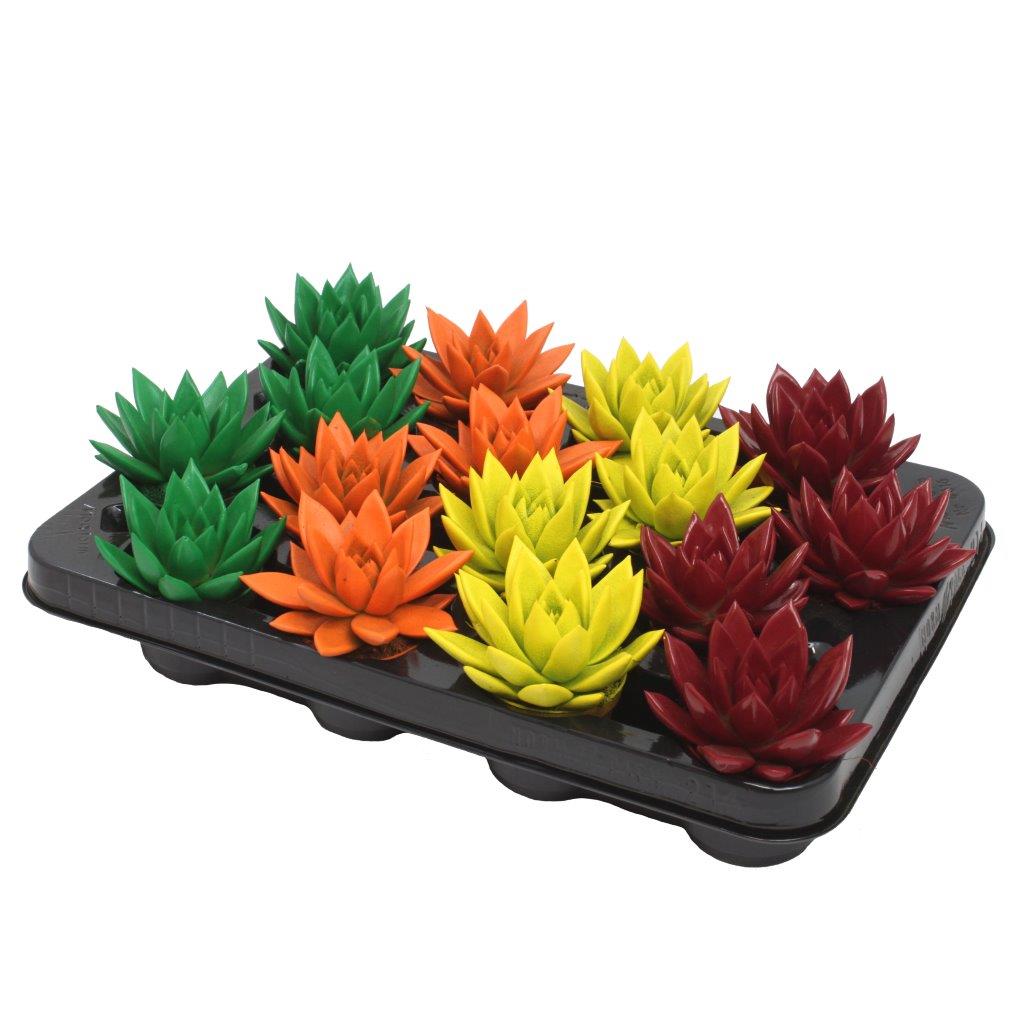 Echeveria colored autumn mix 8cm 6cm Pot