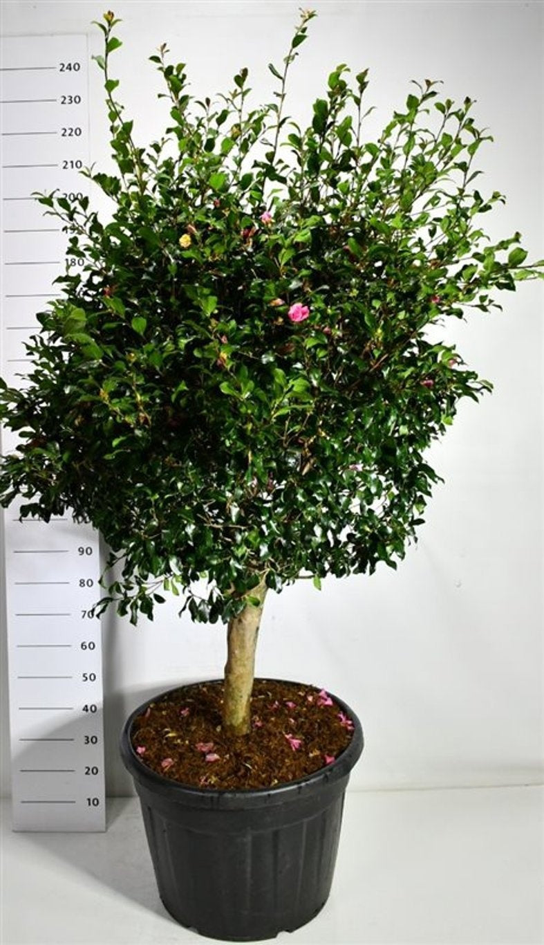 Camellia japonica 200cm 65cm Pot