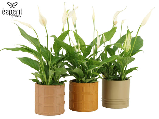 Spathiphyllum Pearl Cupido 35cm 9cm Pot
