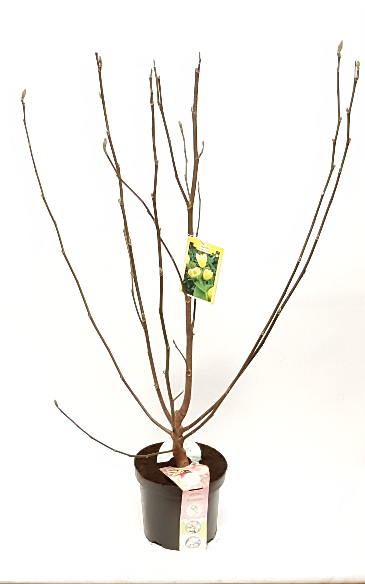Magnolia brooklynensis Yellow Bird 110cm 28cm Pot