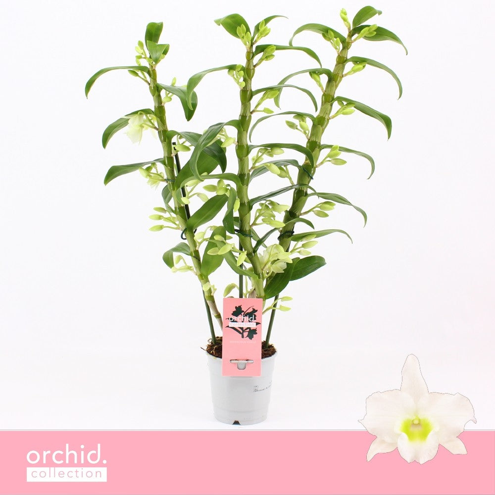 Dendrobium Apollon 50cm 12cm Pot