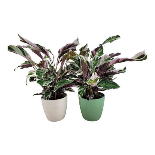 Calathea Fusion White 35cm 15cm Pot