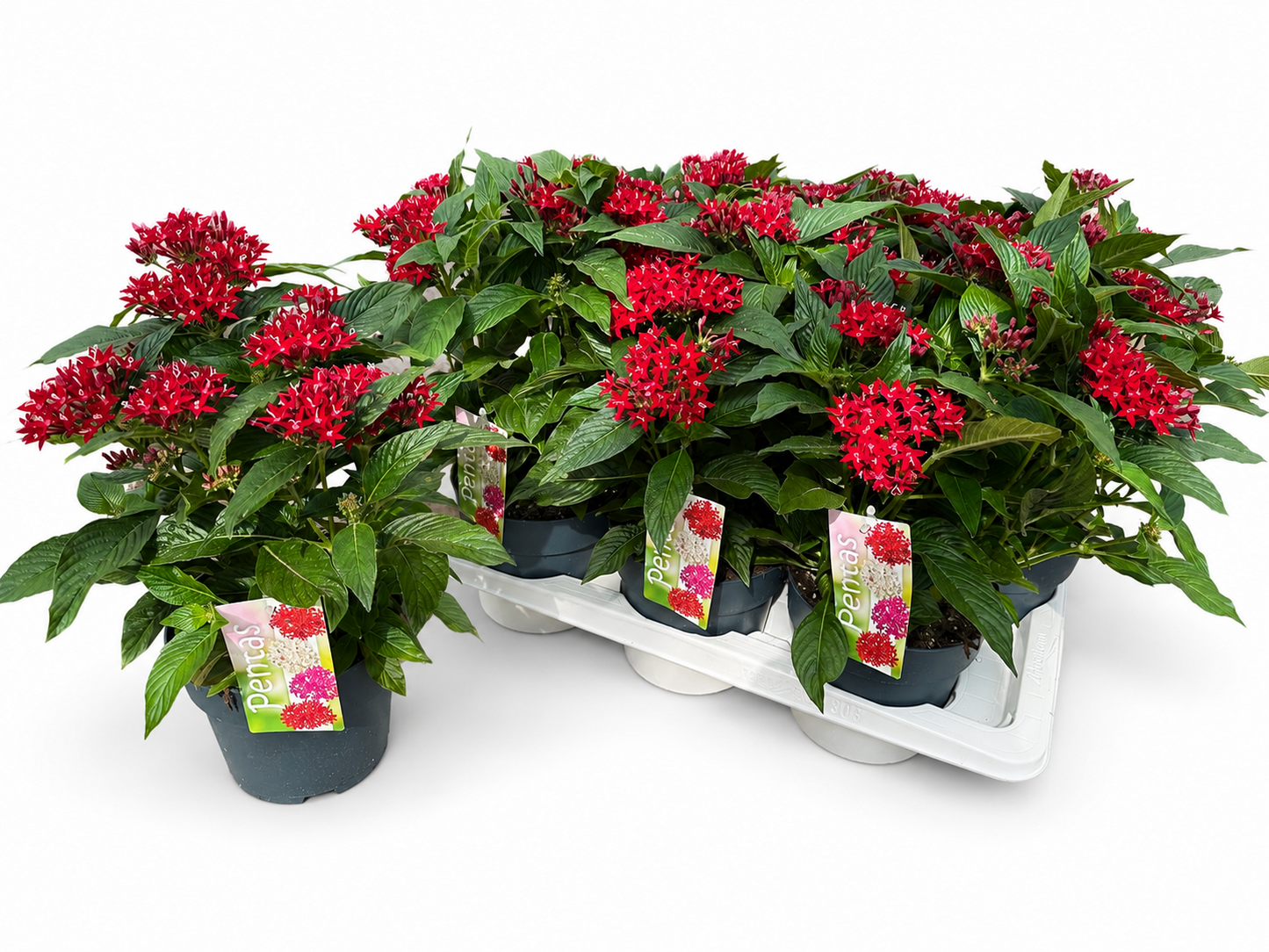Scheffers, A.J.S. Pentas Lucky Star Dark Red Pack of 6