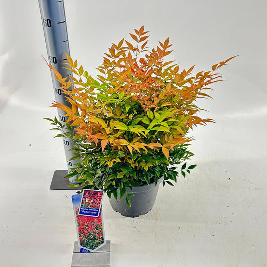 Nandina domestica 40cm 23cm Pot