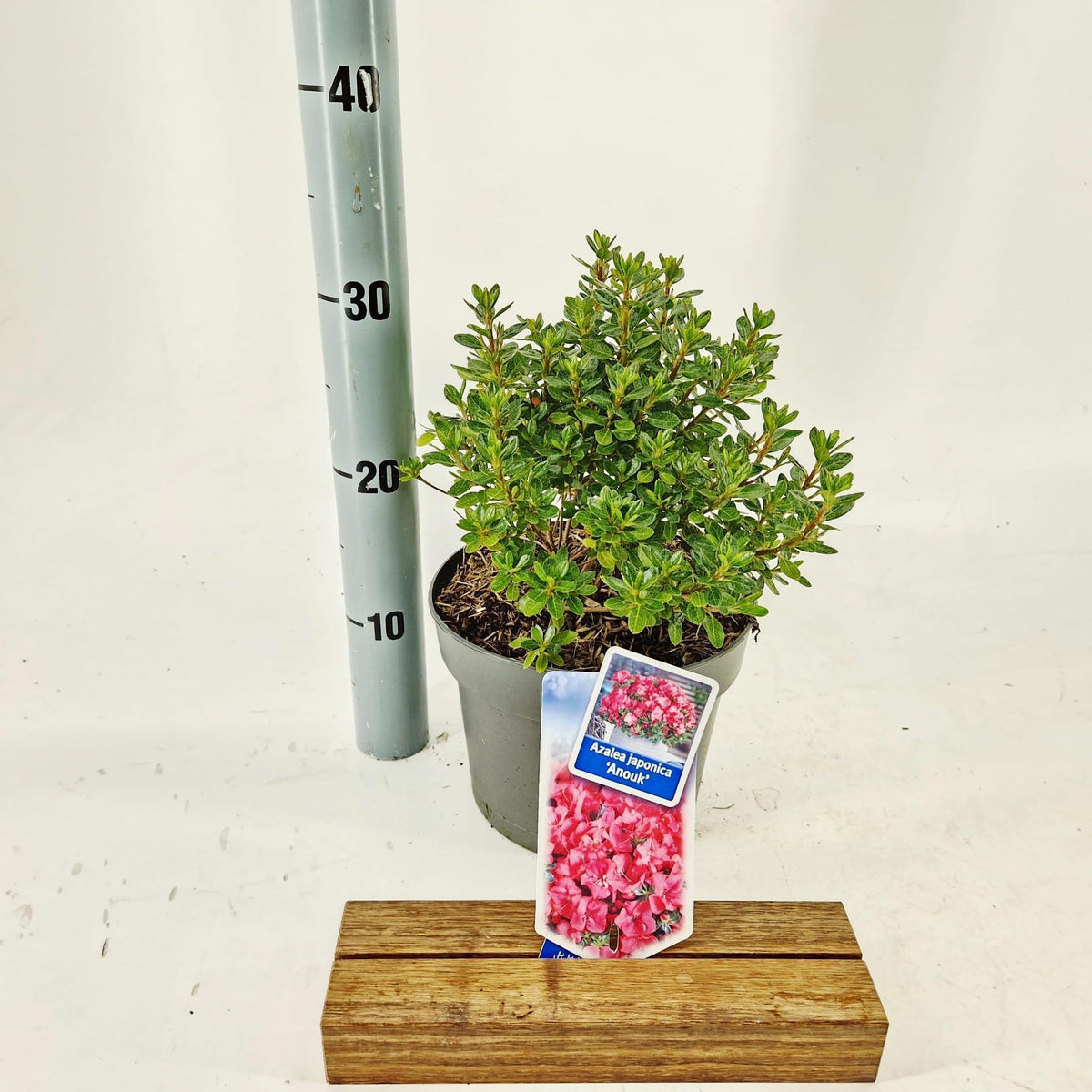 Rhododendron japonicum 30cm 19cm Pot