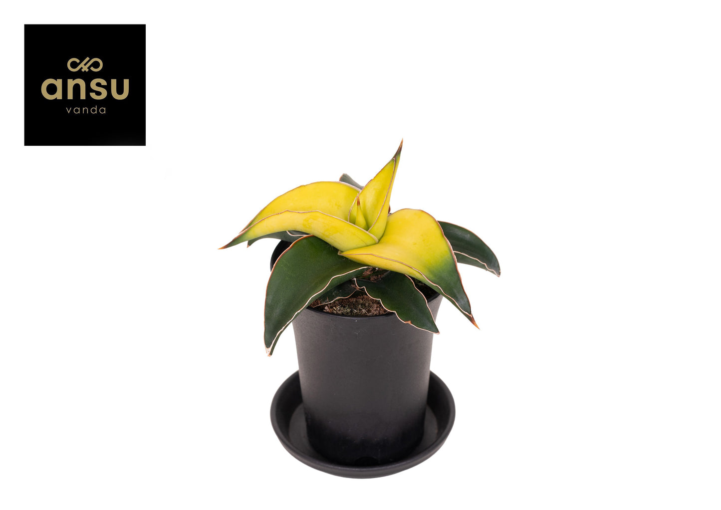 Sansevieria Star Canary 12cm 7.5cm Pot