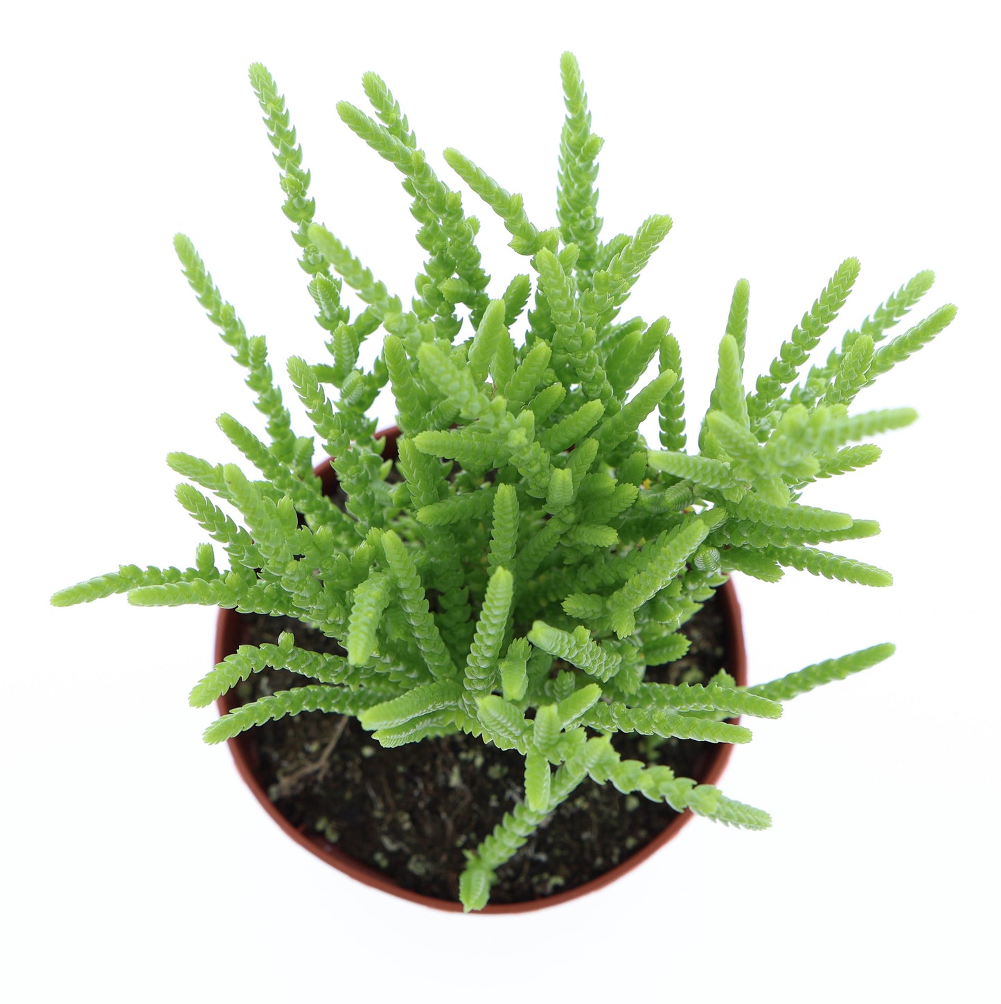 Crassula lucopoides 12cm Special Pot (508)