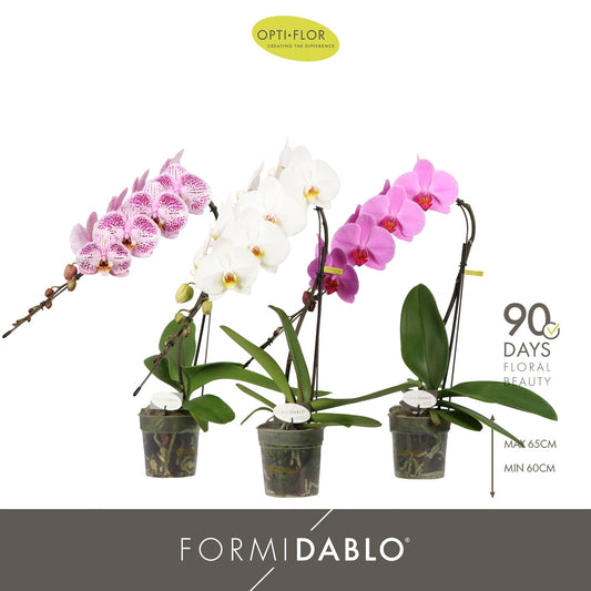 Phalaenopsis Formidablo mix 60cm 12cm Pot