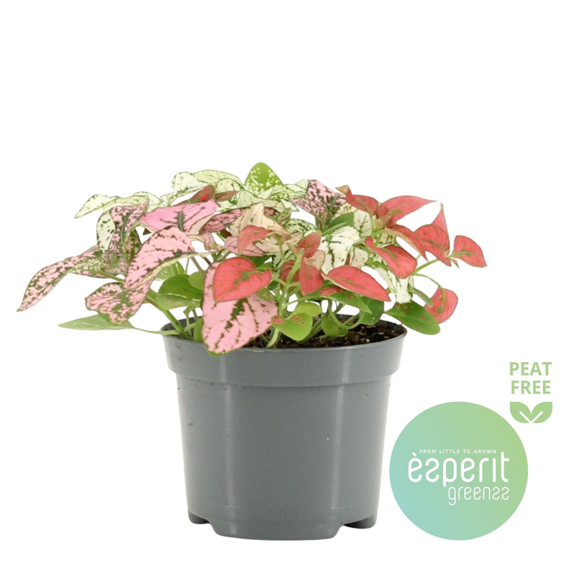 Hypoestes Confetti Compact mix 10cm Special Pot (508)