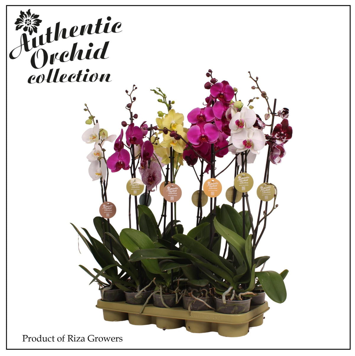 Phalaenopsis mix 80cm 12cm Pot