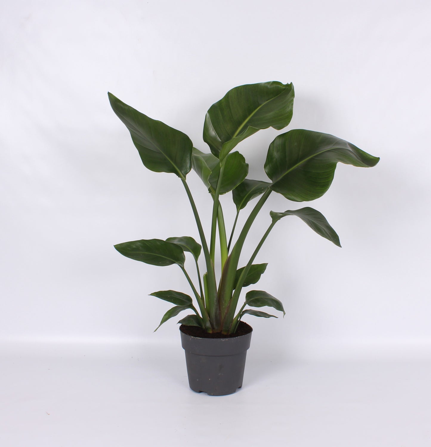 Ichtus Plants Strelitzia nicolai Pack of 6
